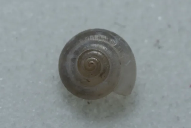 Mediterranea hydatina