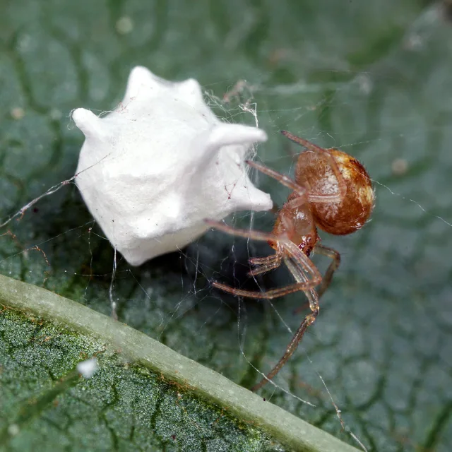 Paidiscura pallens