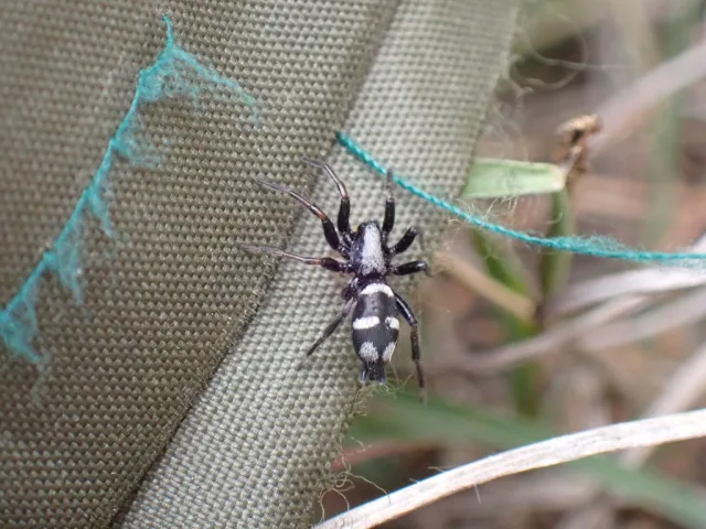Aphantaulax cincta