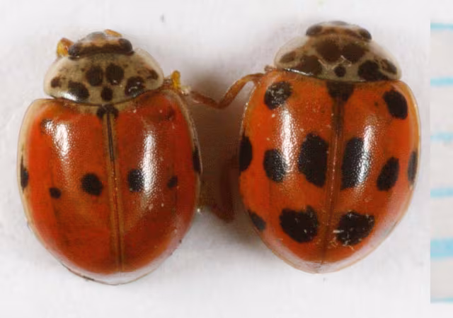 Adalia decempunctata