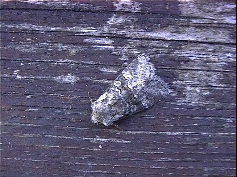 Brachylomia viminalis