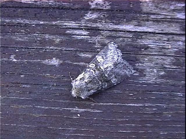 Brachylomia viminalis