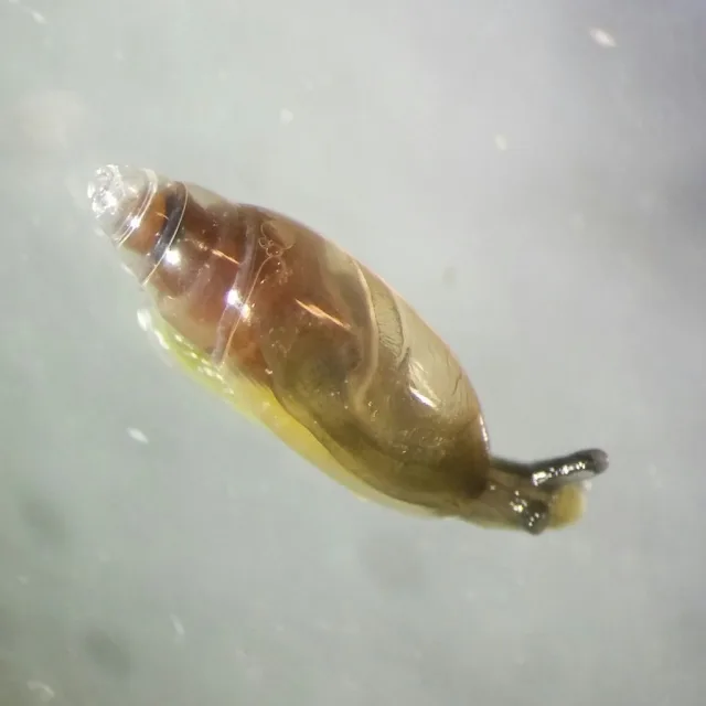 Hohenwartiana hohenwarti