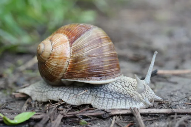 Chiocciola borgognona