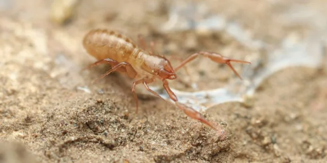 Ephippiochthonius tetrachelatus