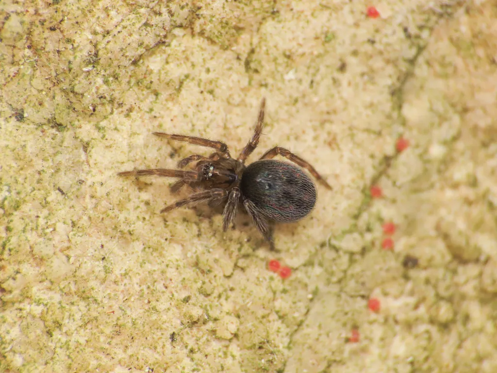 Tolokonniella stigmatisata