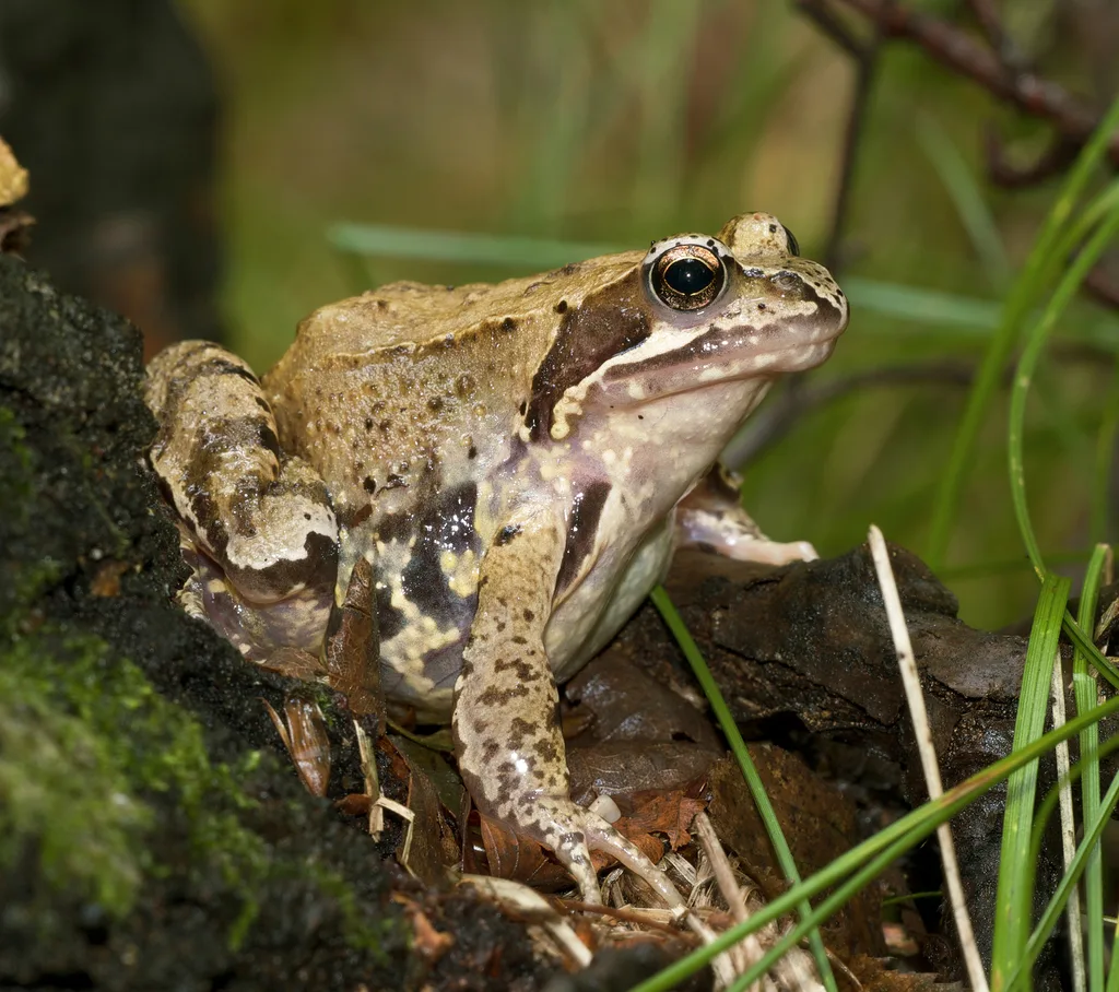 Rana montana