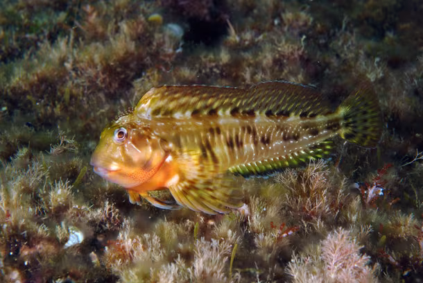 Bavosa crestata