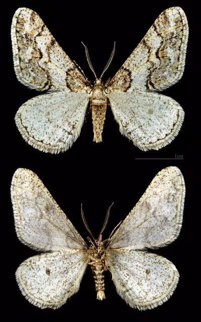 Agriopis leucophaearia