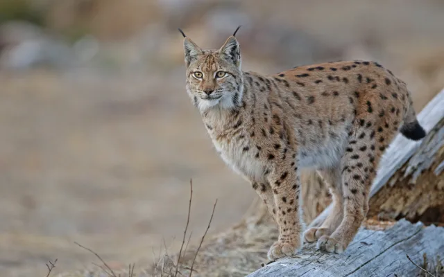 Lince eurasiatica