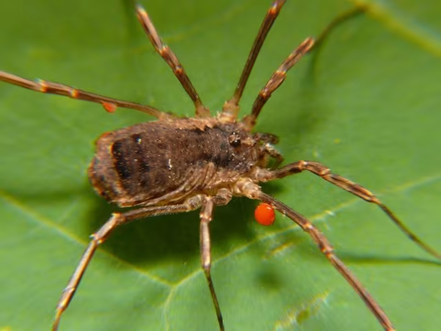 Lacinius ephippiatus