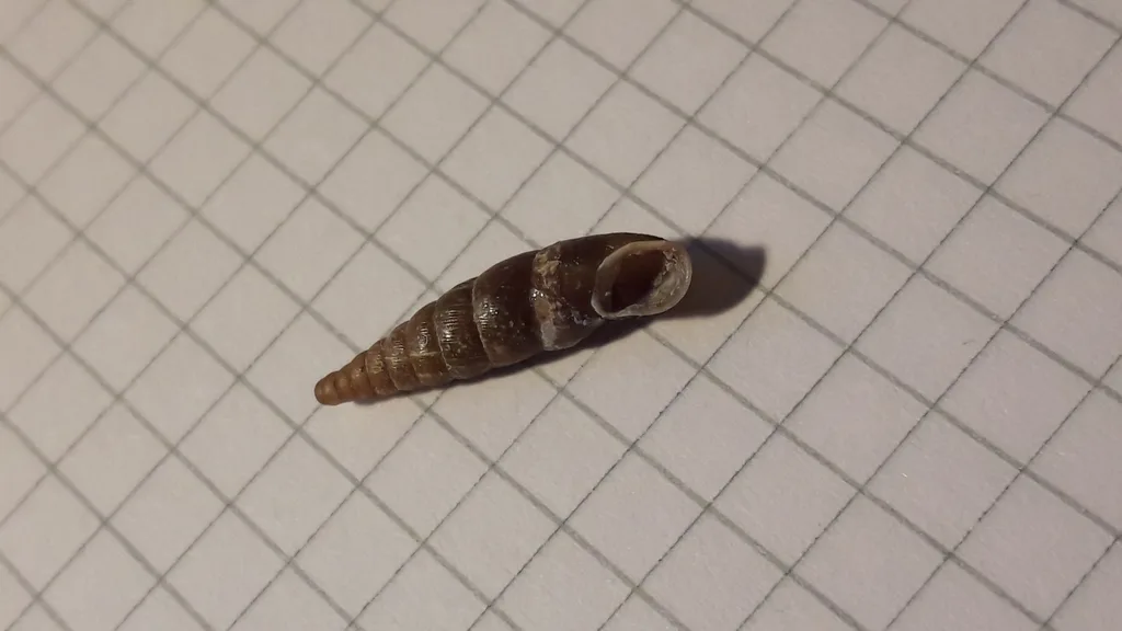 Charpentieria dyodon