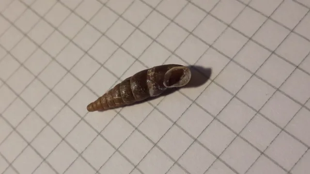 Charpentieria dyodon