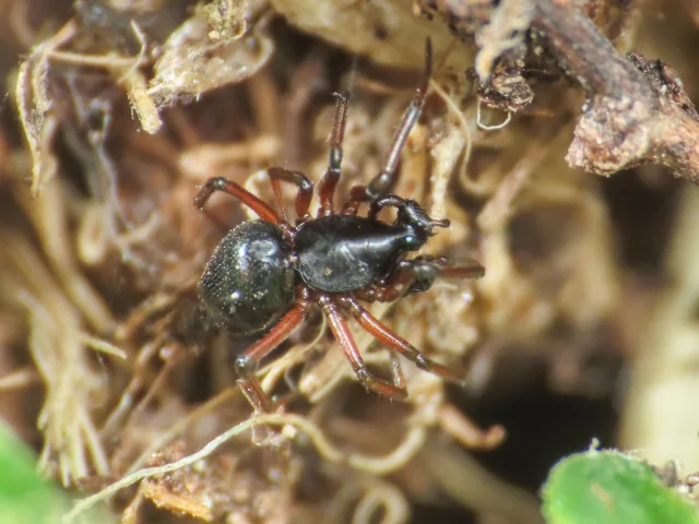 Araeoncus anguineus