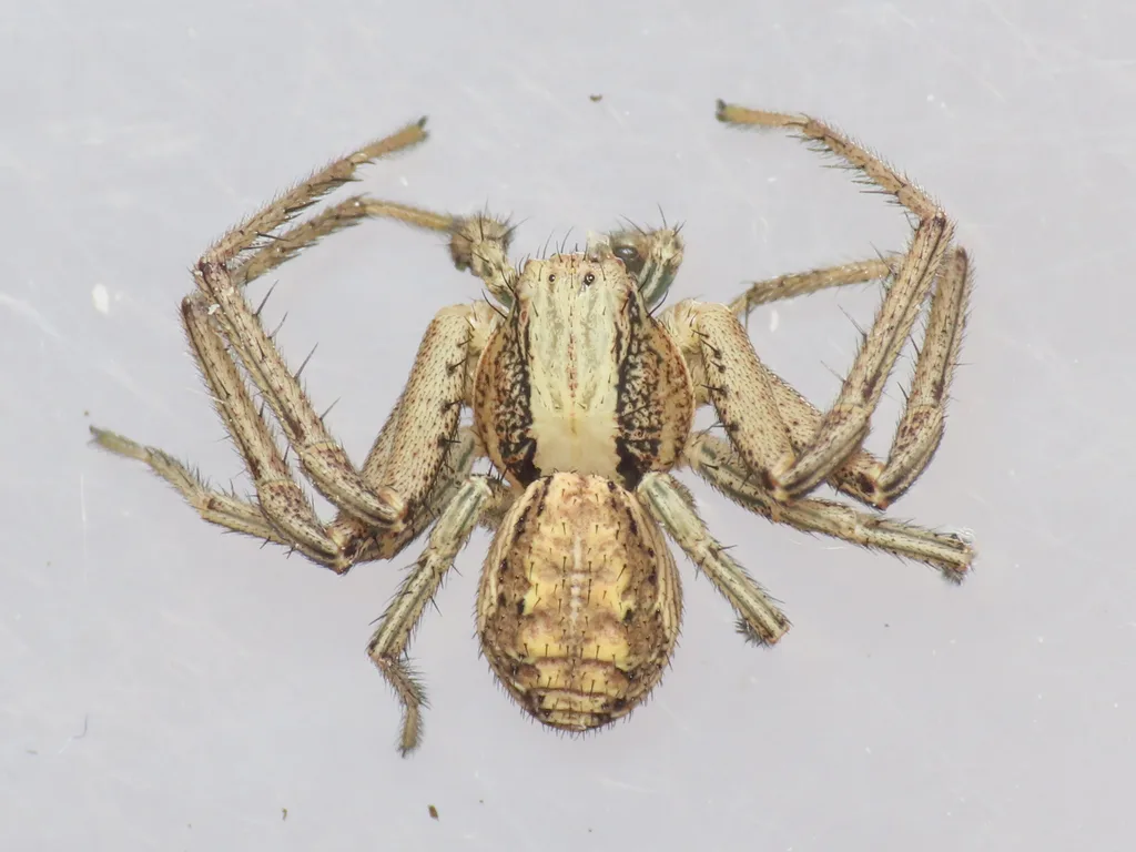 Spiracme striatipes