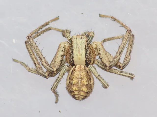 Spiracme striatipes