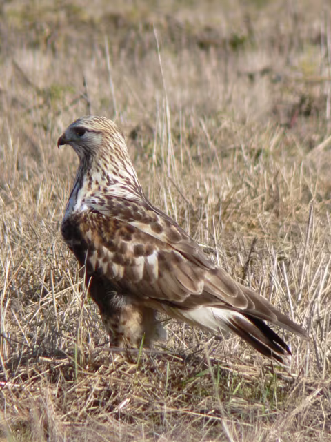 Poiana calzata
