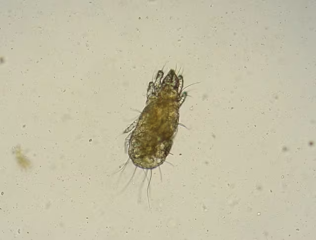 Acarus siro