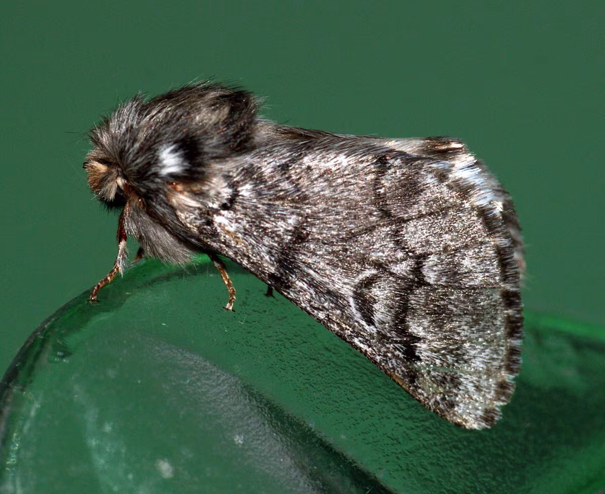 processionaria del pino
