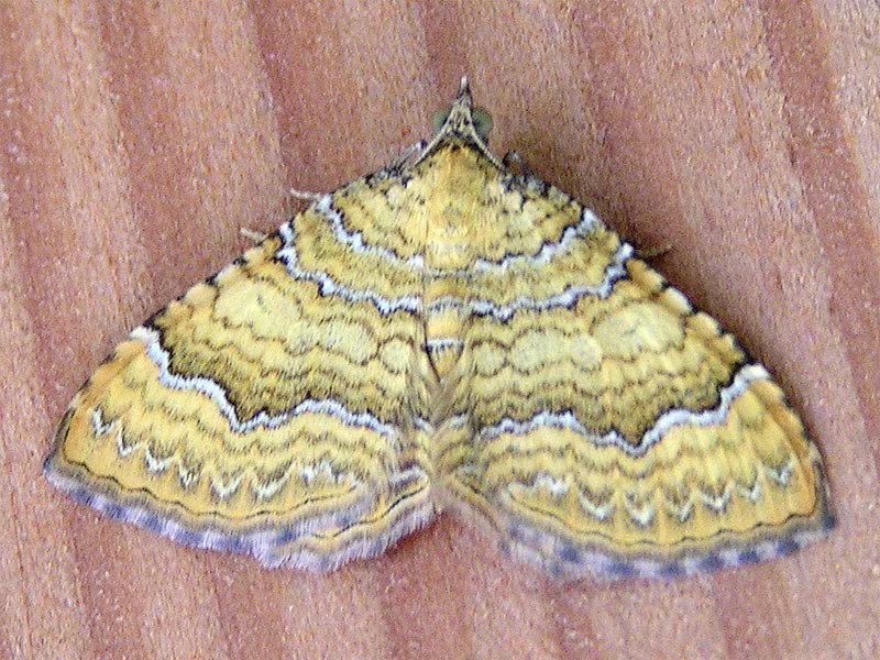 Camptogramma bilineata