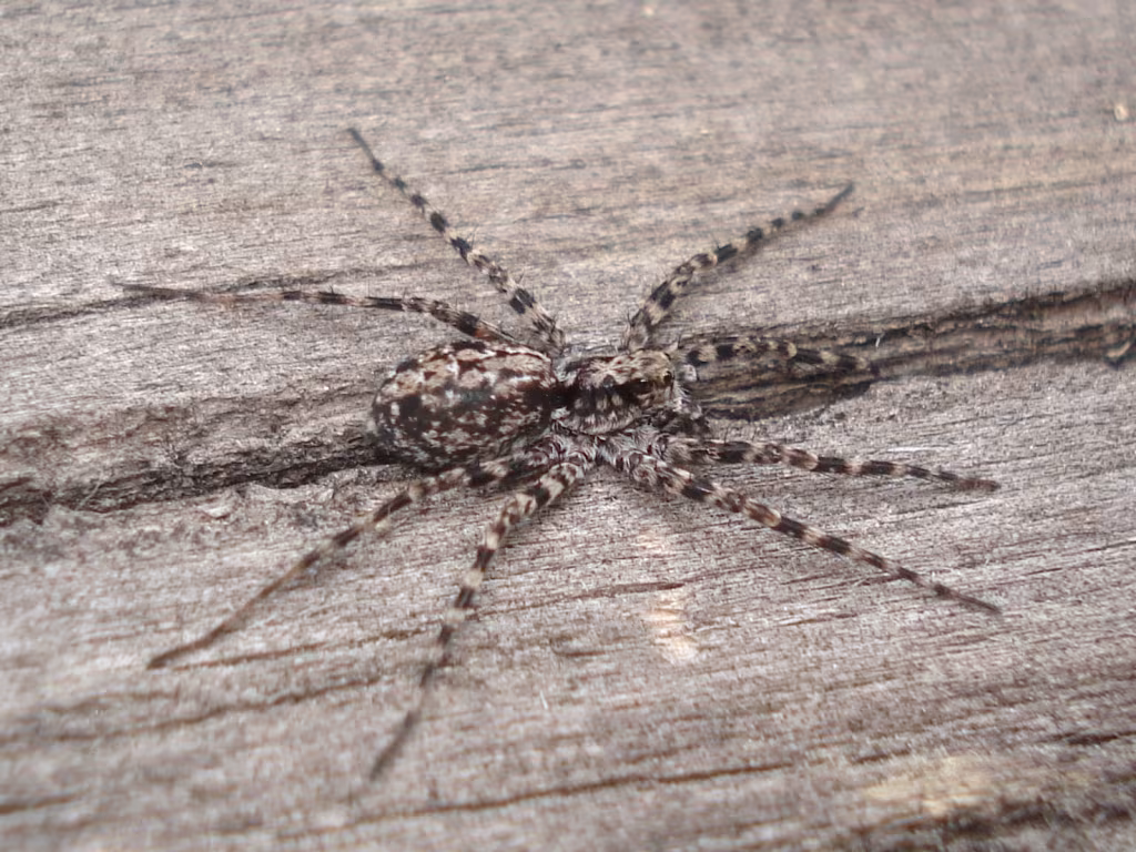 Acantholycosa lignaria