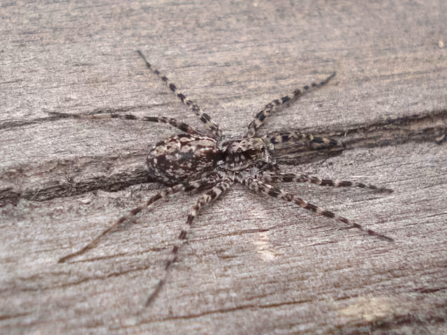 Acantholycosa lignaria