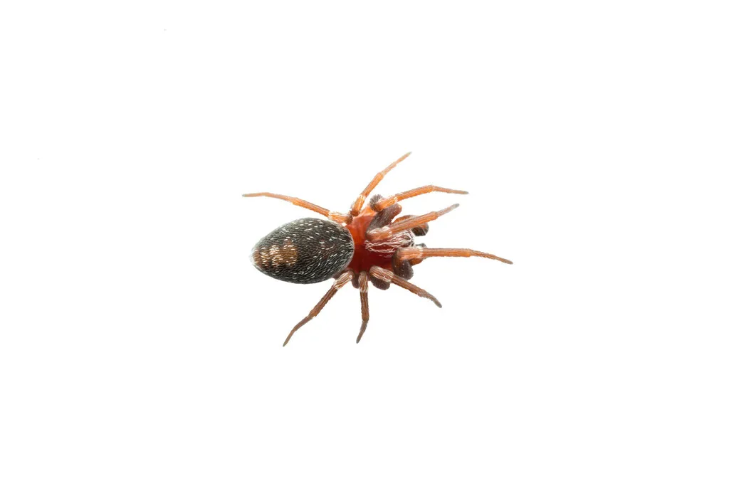 Marilynia bicolor