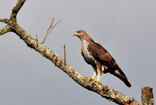 Aquila di Bonelli