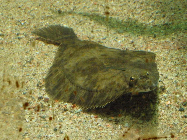Passera di mare