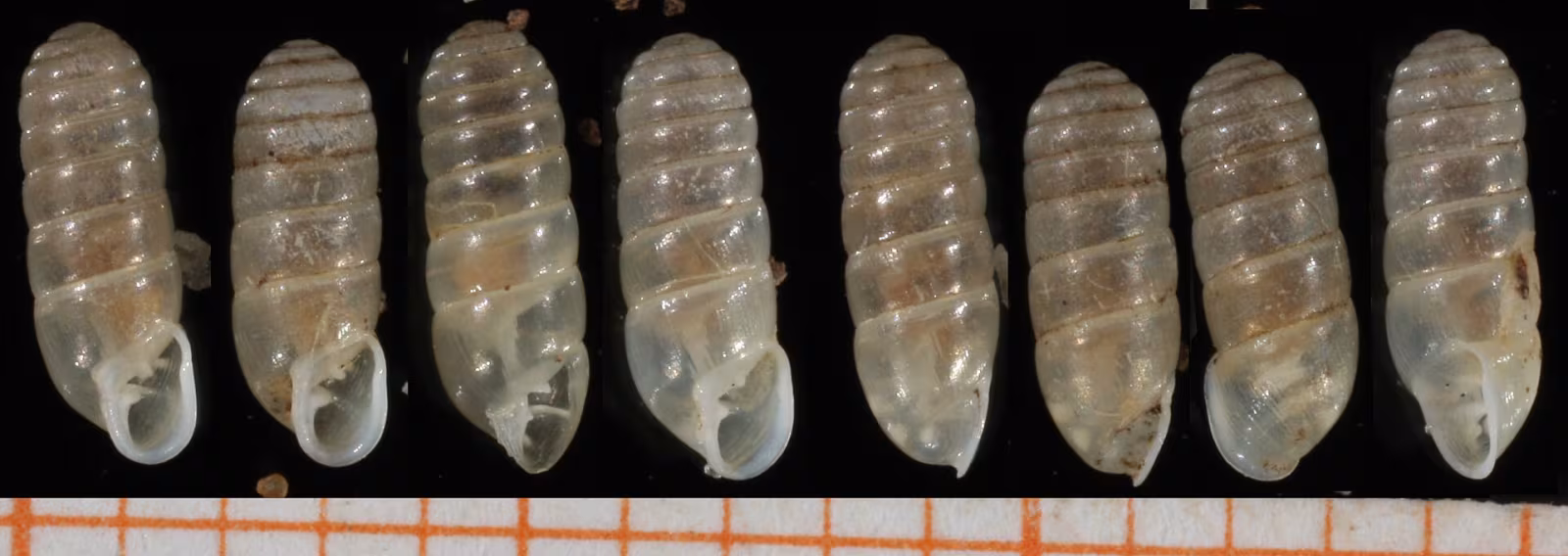 Argna biplicata
