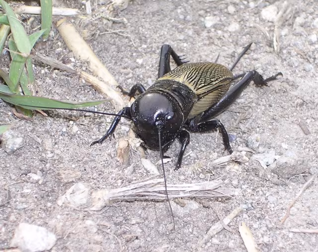 Grillo campestre