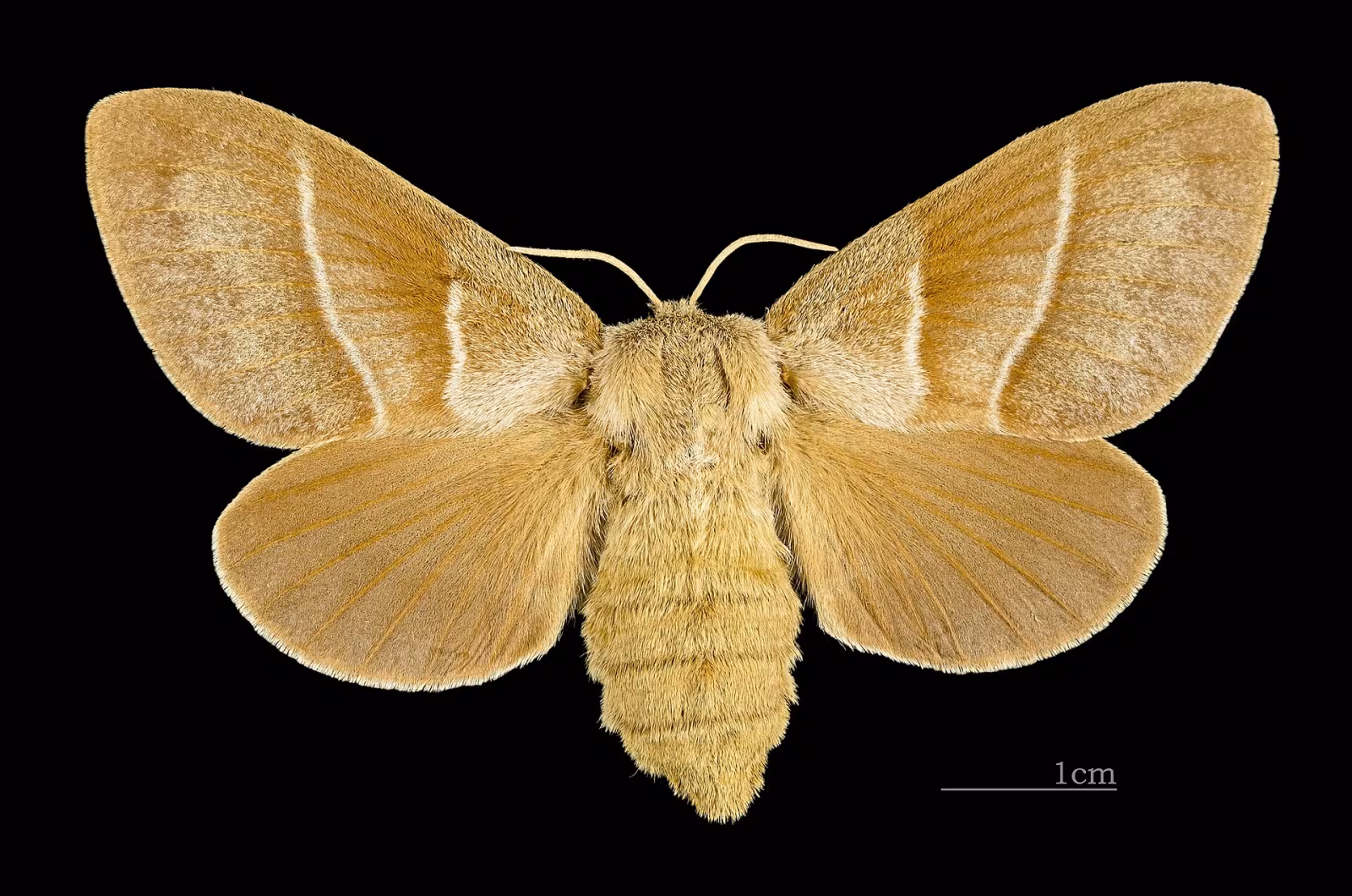 Falena volpe