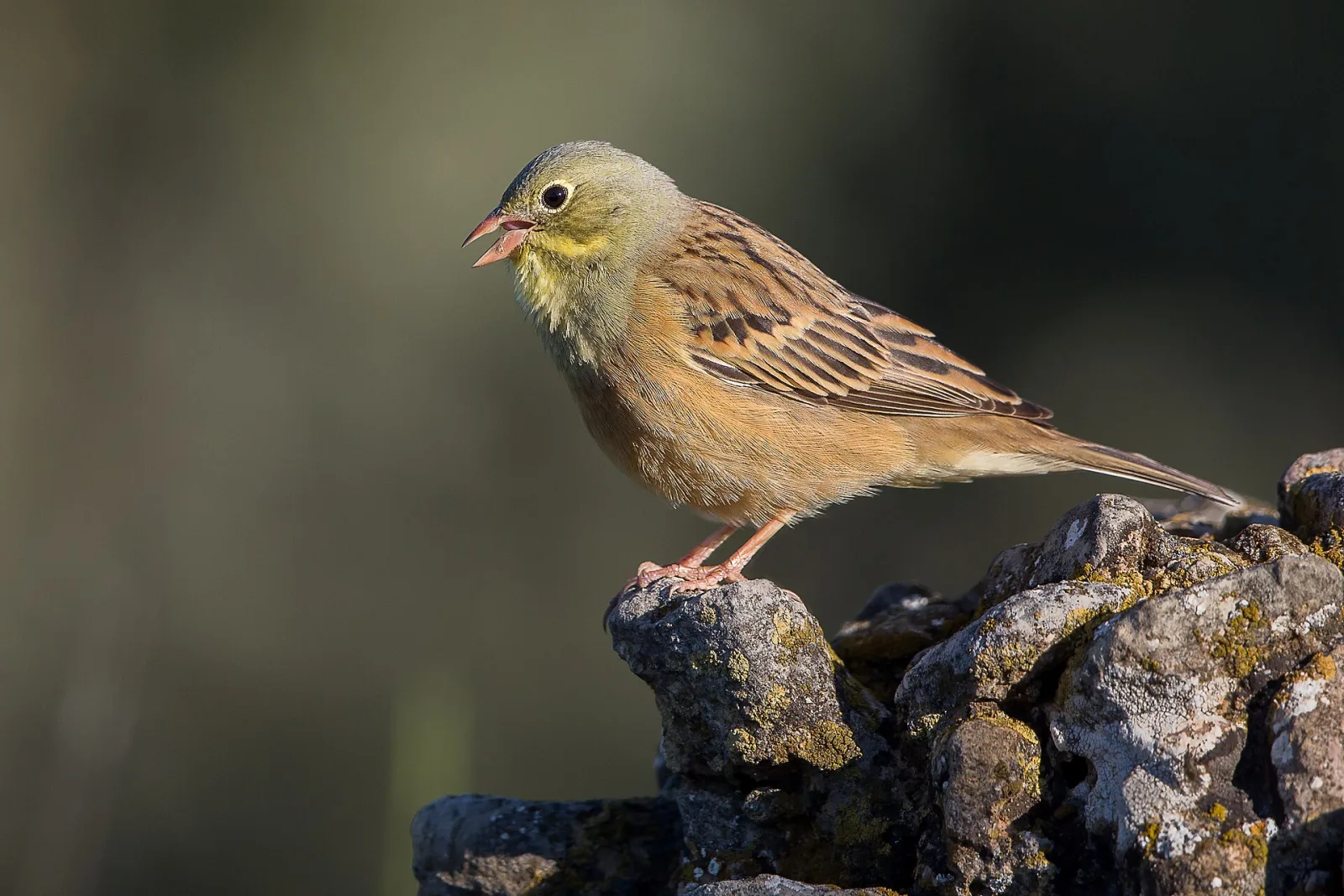 Ortolano