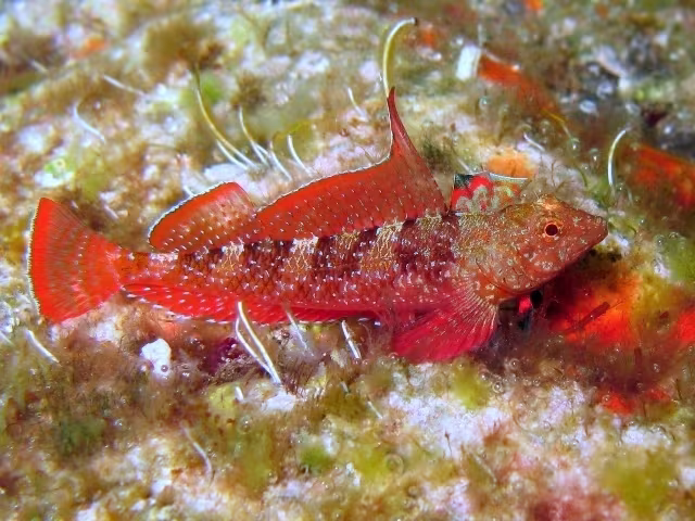 Peperoncino rosso