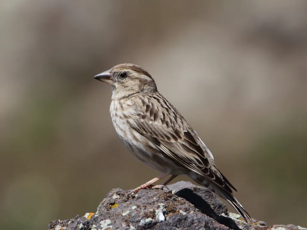 Passera lagia