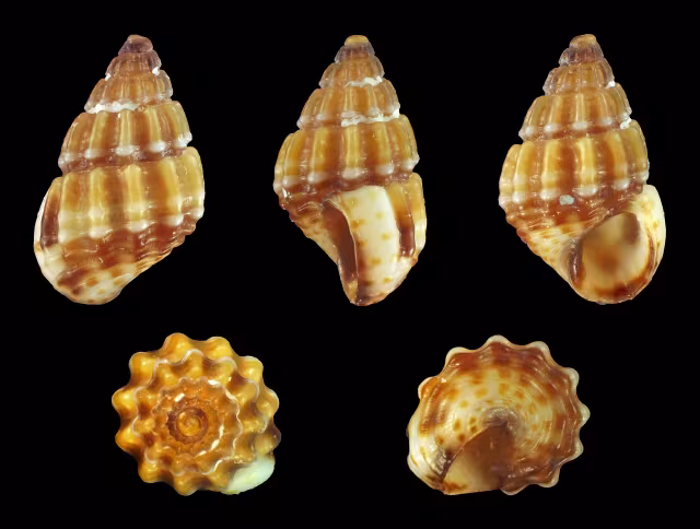 Alvania discors