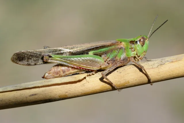 Aiolopus puissanti