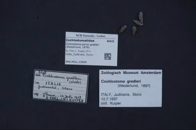 Cochlostoma porroi