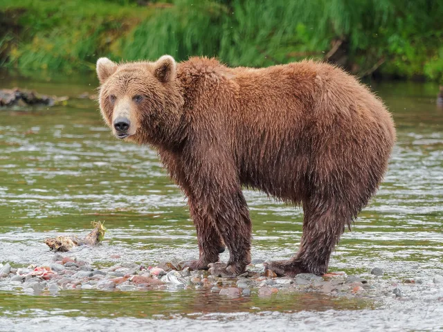 Orso bruno