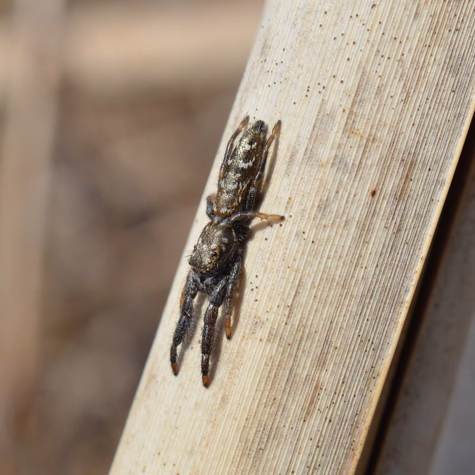 Mendoza canestrinii