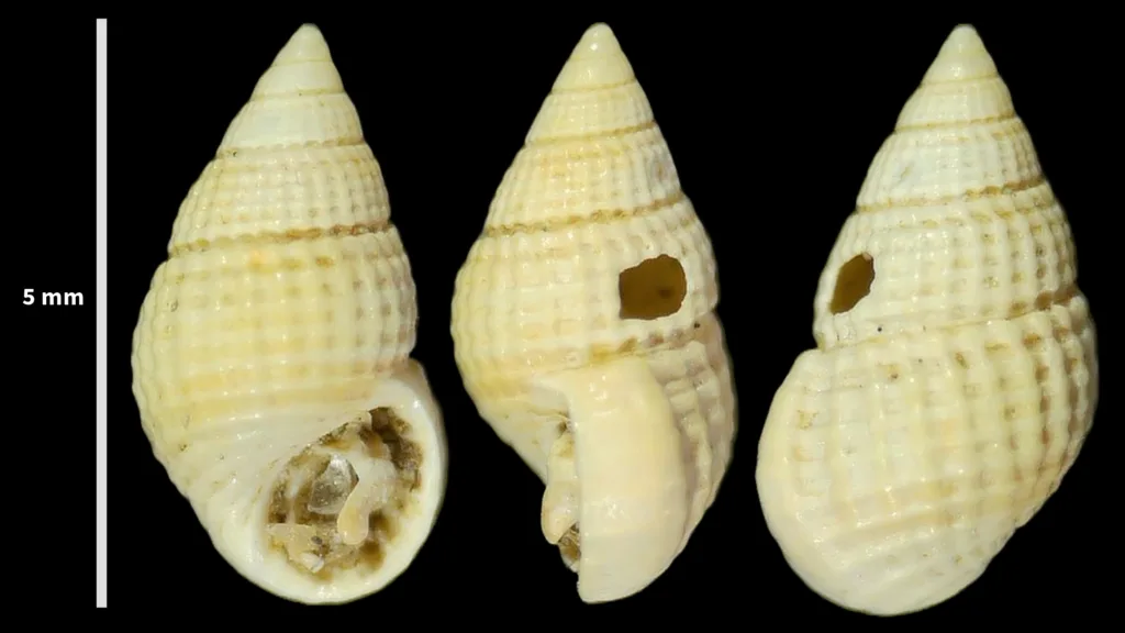 Alvania geryonia