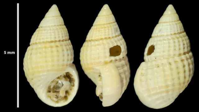 Alvania geryonia