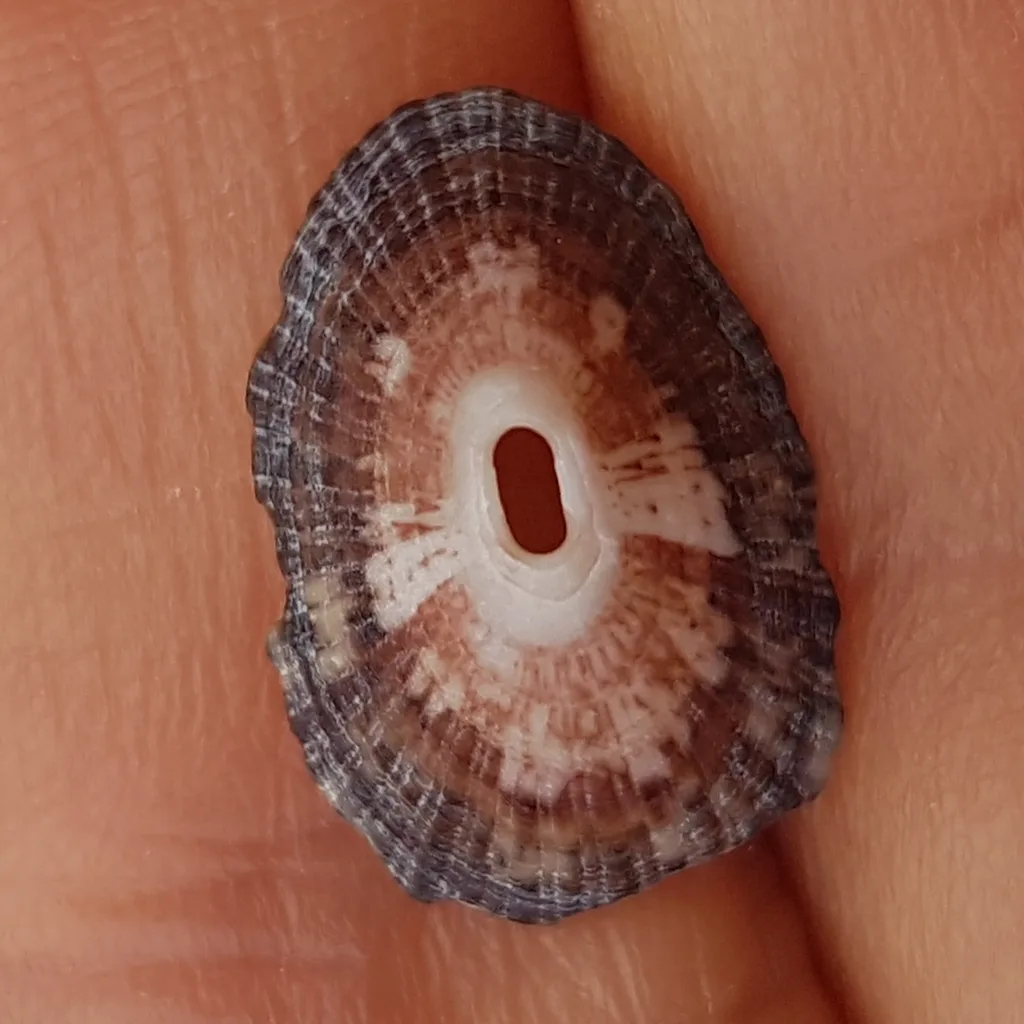 Fissurella nubecula