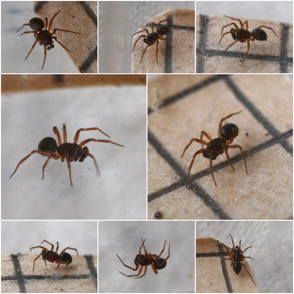 Tiso vagans