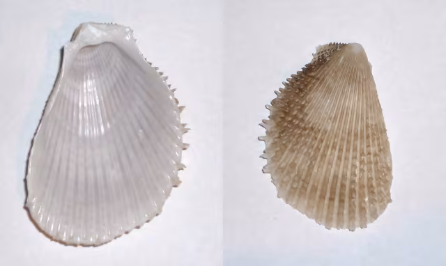 Lima spinosa