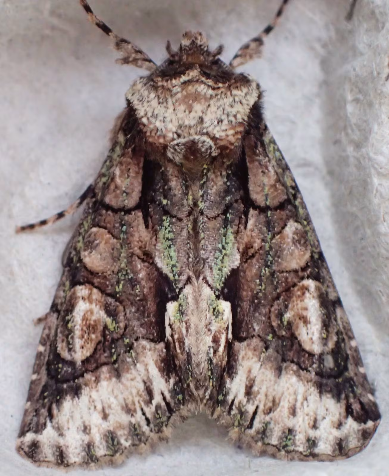 Allophyes oxyacanthae