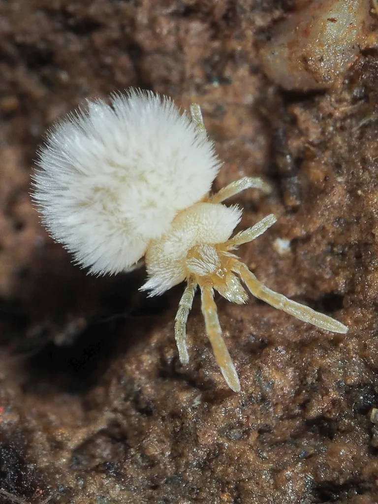 Hirsutiella zachvatkini