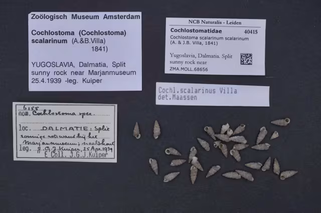Cochlostoma scalarinum