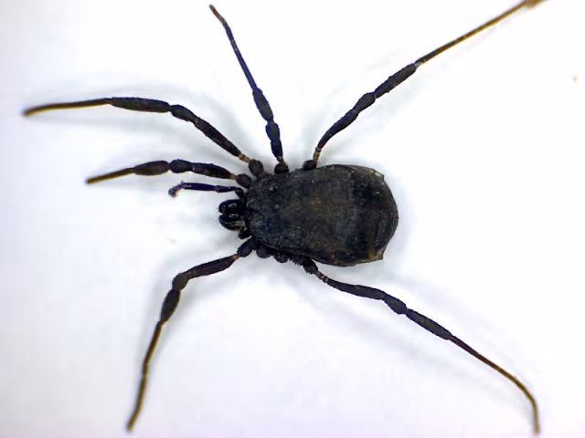 Nemastoma dentigerum