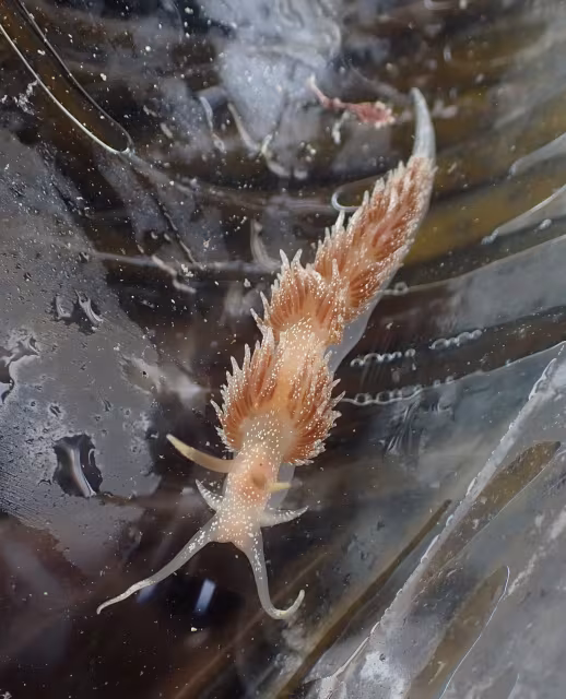 Facelina annulicornis